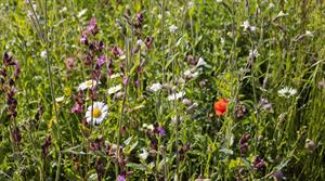 Wildflowers